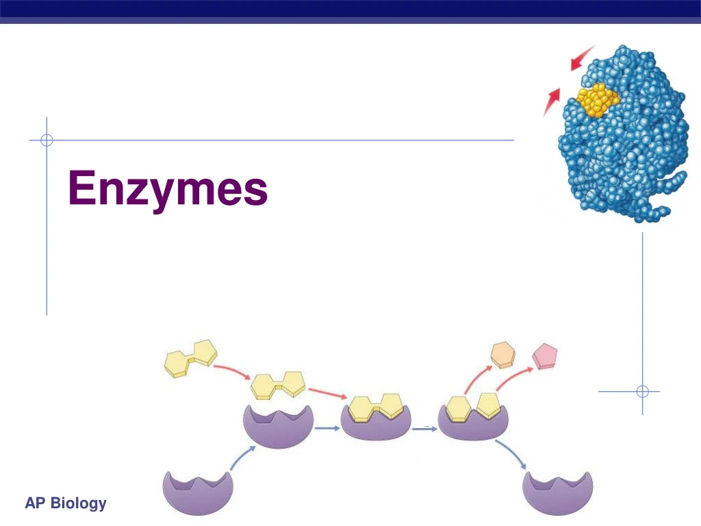 enzymes