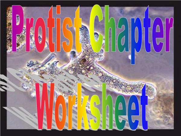 Protist Chapter Worksheet