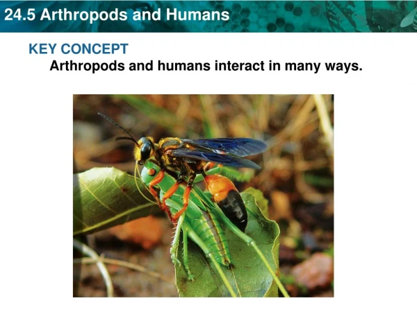 KEY CONCEPT  Arthropods and humans interact in many ways.