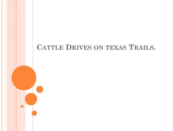 Cattle Drives on  texas  Trails.