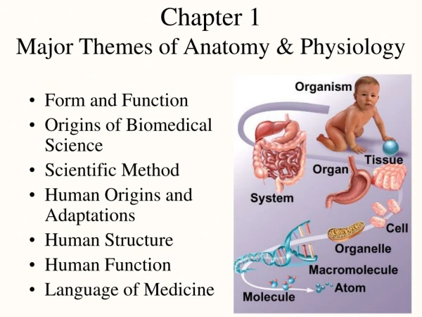 Chapter 1 Major Themes of Anatomy &amp; Physiology