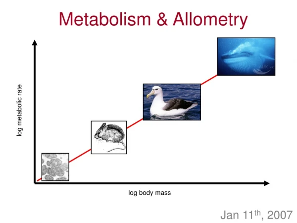 Metabolism &amp; Allometry