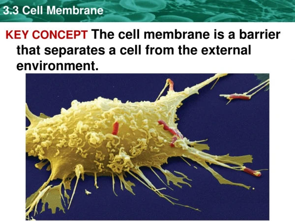 KEY CONCEPT  The cell membrane is a barrier that separates a cell from the external environment.