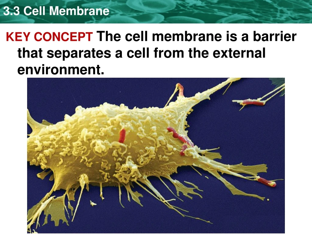 key concept the cell membrane is a barrier that