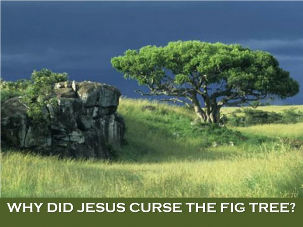 WHY DID JESUS CURSE THE FIG TREE?