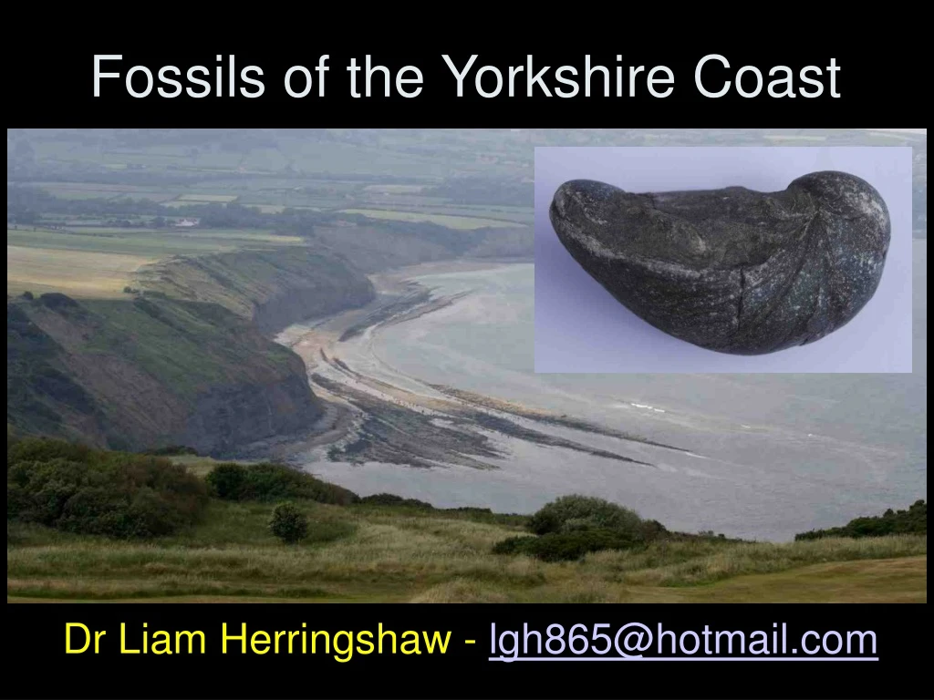 fossils of the yorkshire coast