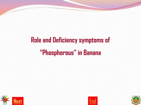 Role and Deficiency symptoms of “Phosphorous” in Banana