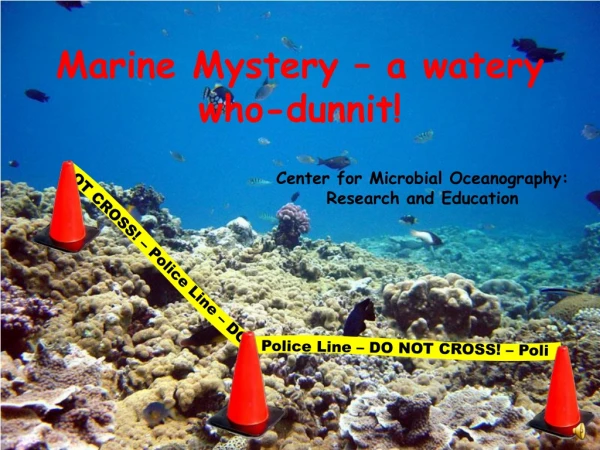Marine Mystery – a watery who-dunnit!
