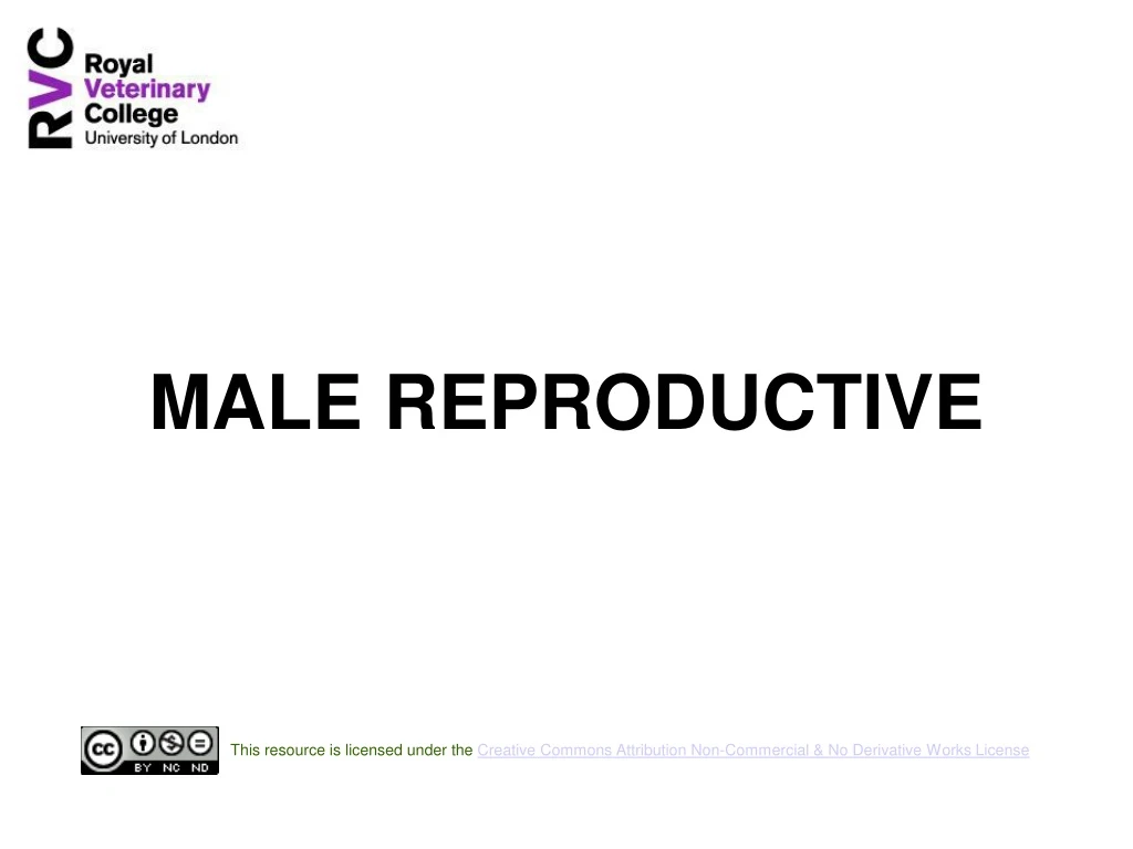male reproductive
