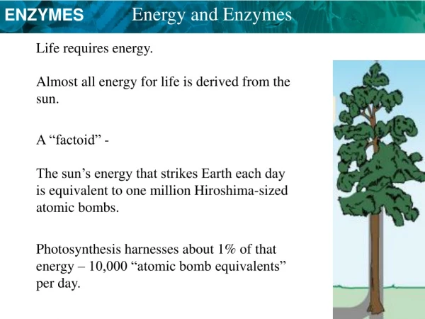 Energy and Enzymes