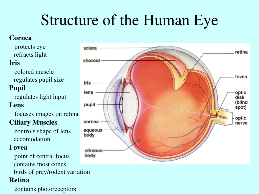 structure of the human eye