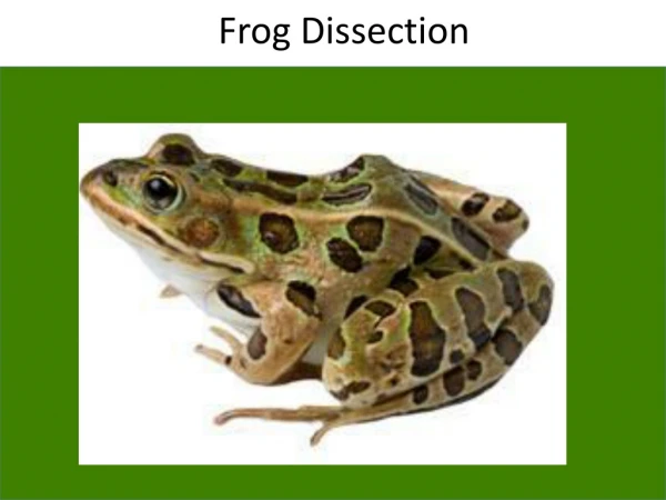 Frog Dissection