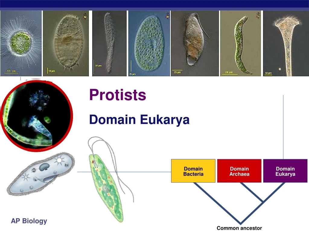 protists