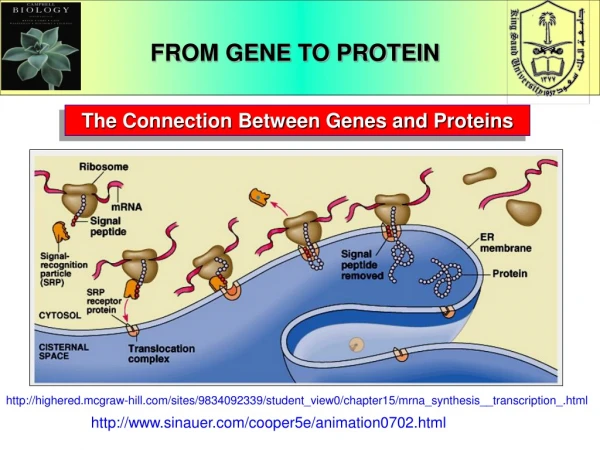 The Connection Between Genes and Proteins