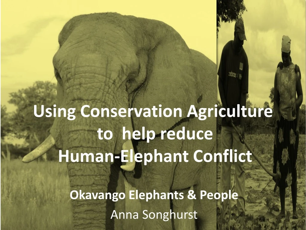 using conservation agriculture to help reduce human elephant conflict