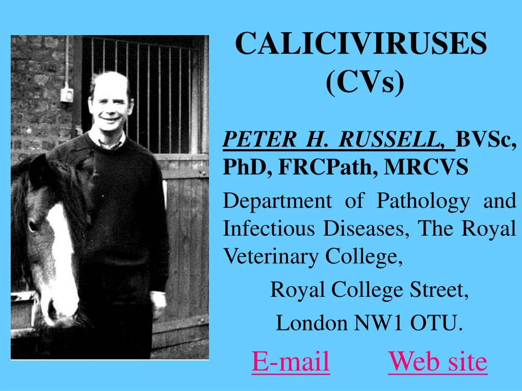 caliciviruses cvs