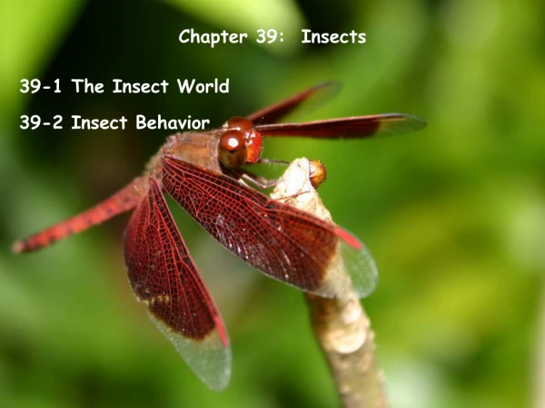 Chapter 39:  Insects