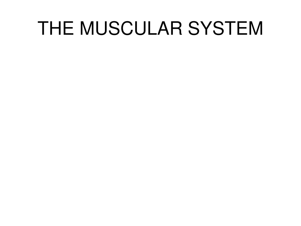 the muscular system