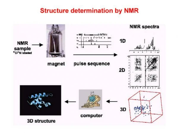 Structure determination by NMR
