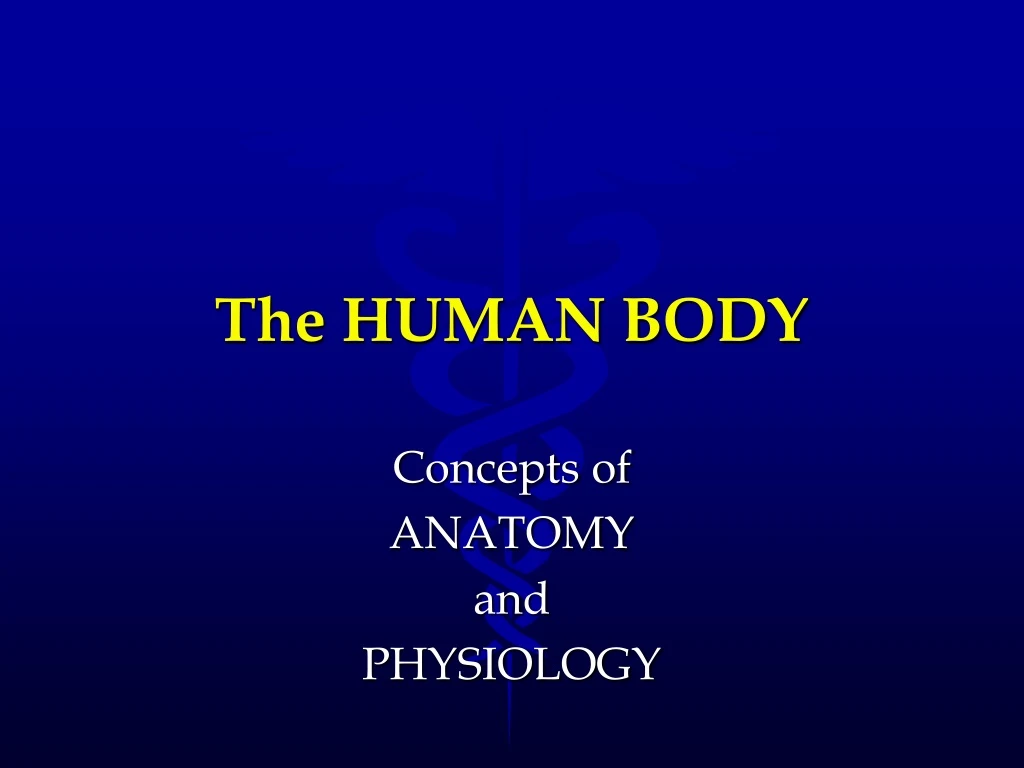 the human body