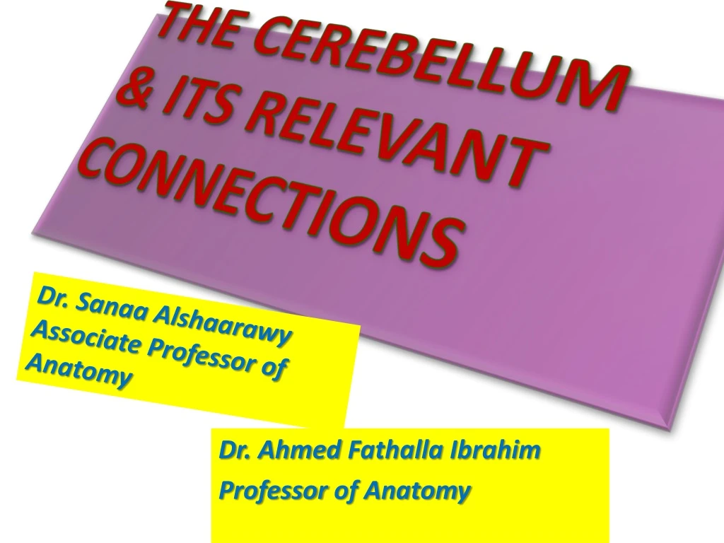 the cerebellum its relevant connections