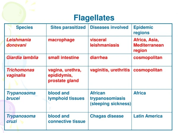 Flagellates