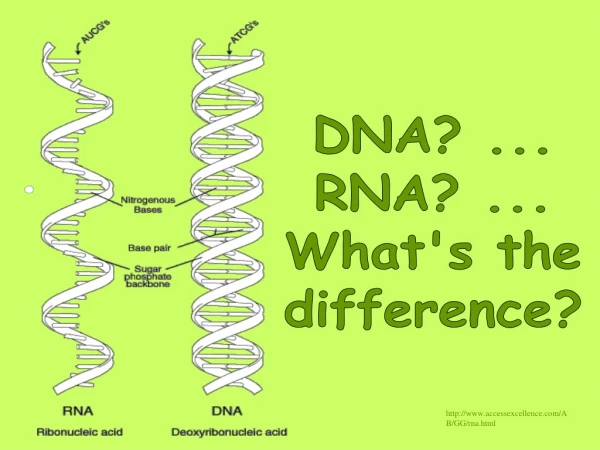 accessexcellence/AB/GG/rna.html