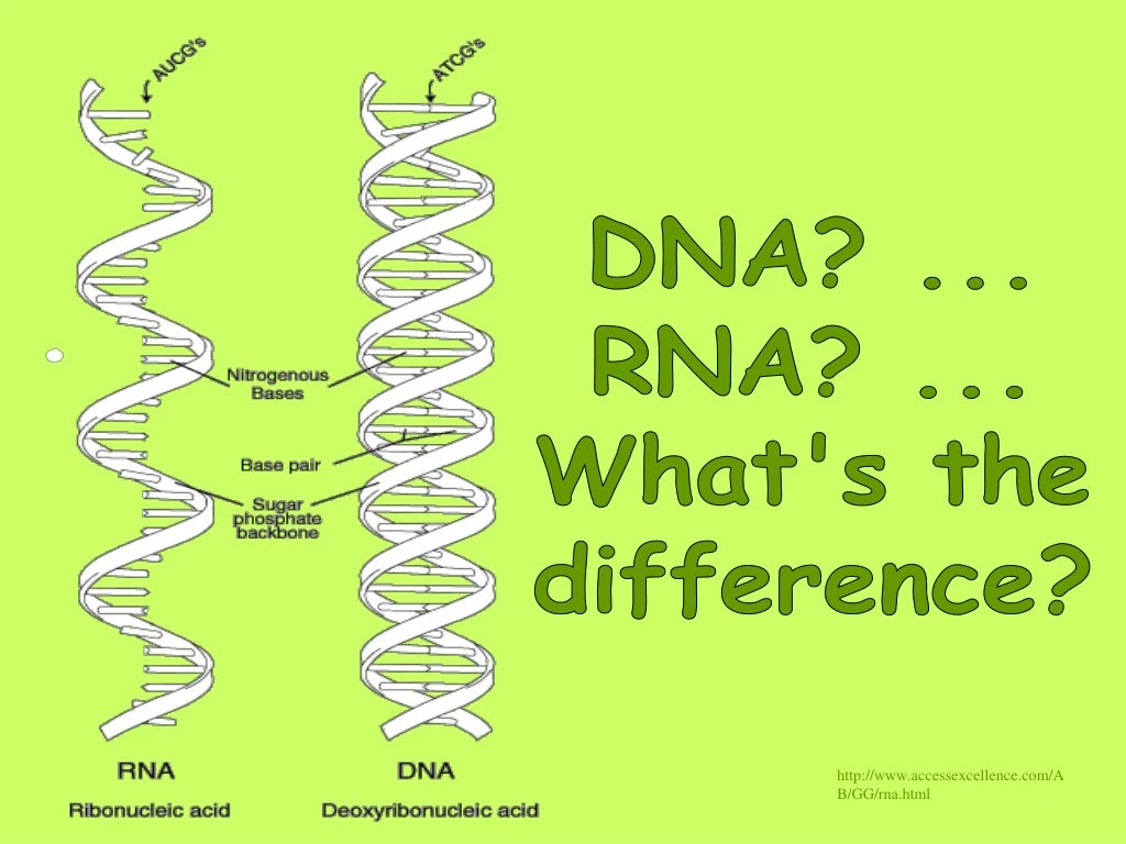 dna rna what s the difference