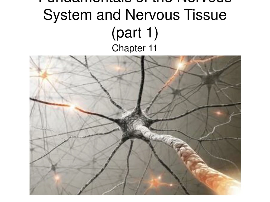 fundamentals of the nervous system and nervous tissue part 1