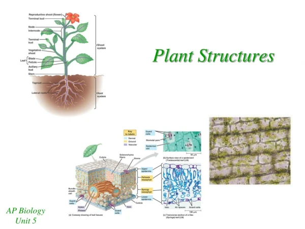 Plant Structures