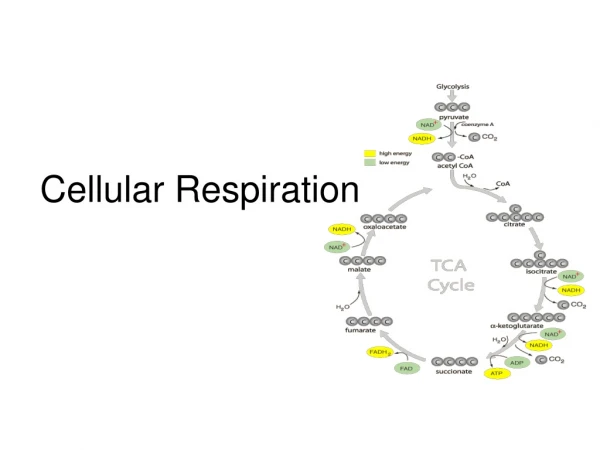 Cellular Respiration