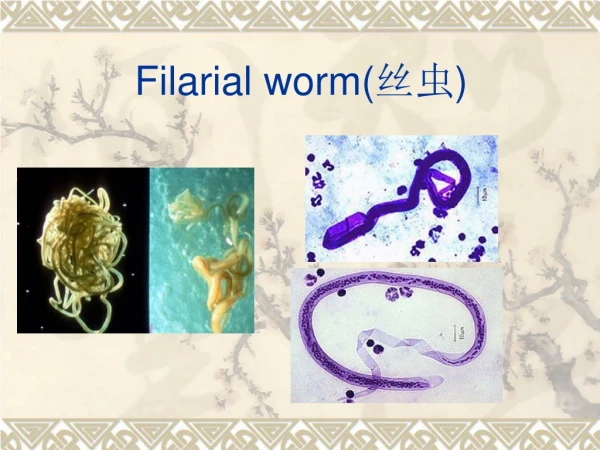 Filarial worm( 丝虫 )