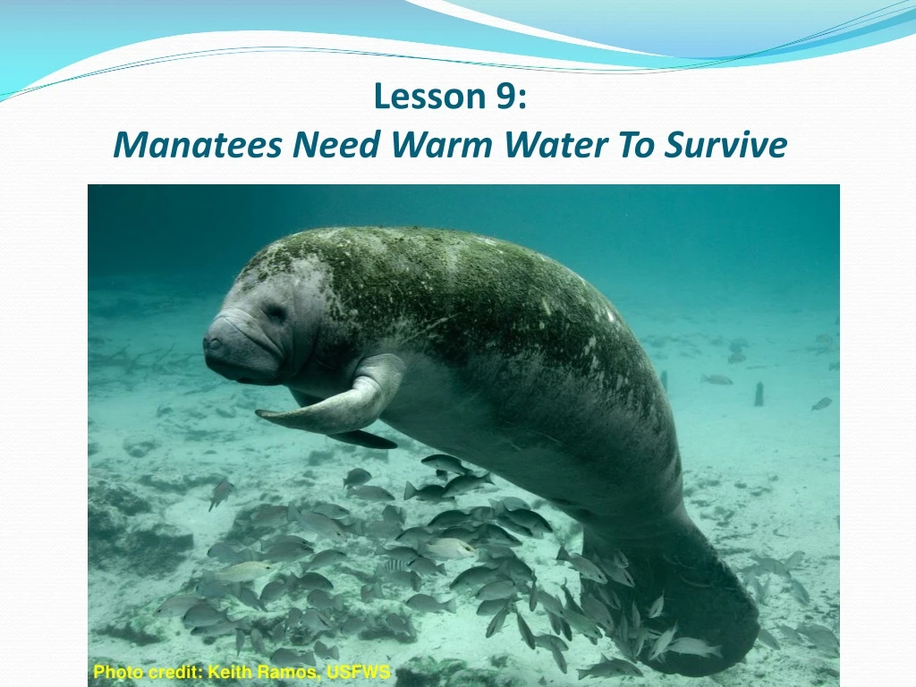 lesson 9 manatees need warm water to survive