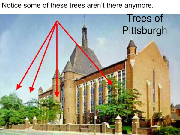 Trees of Pittsburgh