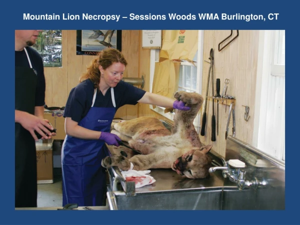 Mountain Lion Necropsy – Sessions Woods WMA Burlington, CT