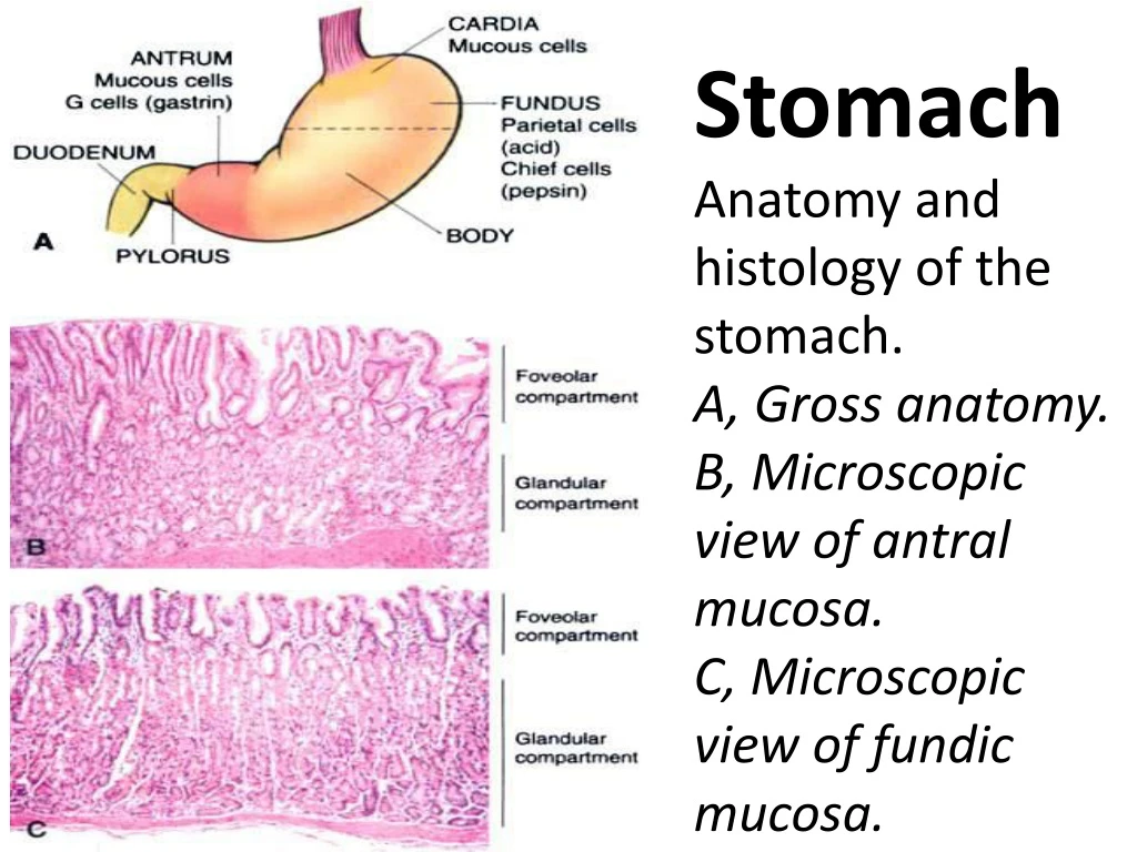 stomach anatomy and histology of the stomach