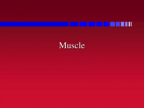 Muscle