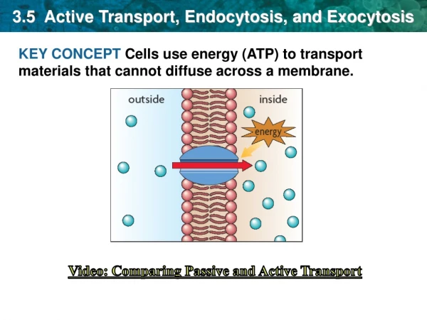 3.5  Active Transport, Endocytosis, and Exocytosis