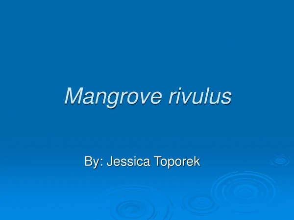 Mangrove rivulus