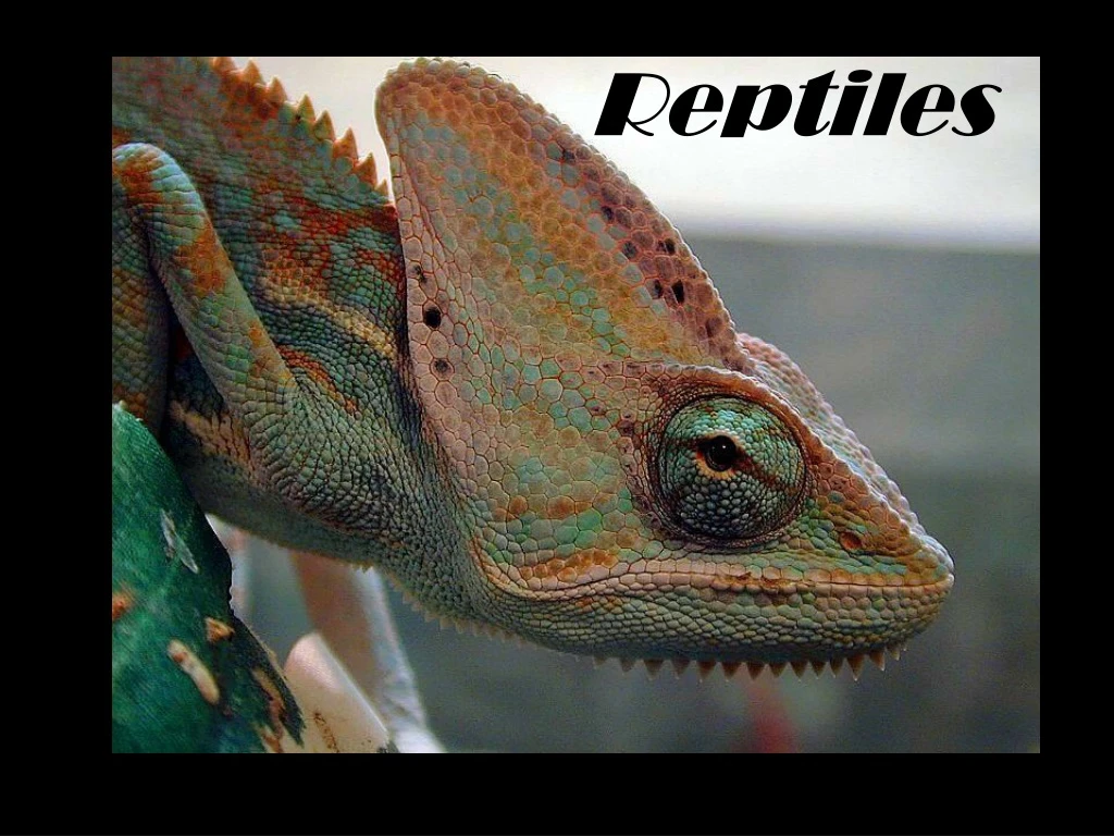 reptiles