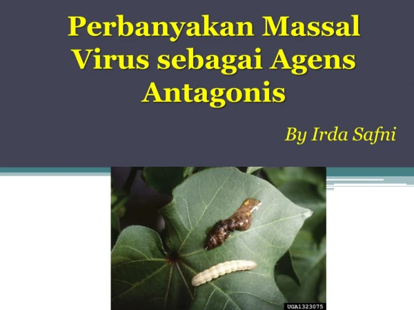 Perbanyakan Massal Virus sebagai Agens Antagonis