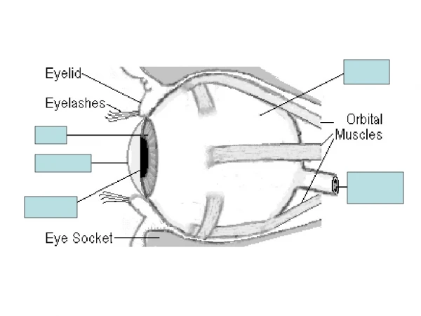 eyecareamerica/eyecare/anatomy/