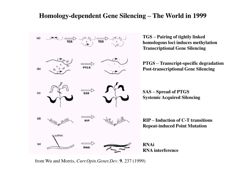 homology dependent gene silencing the world
