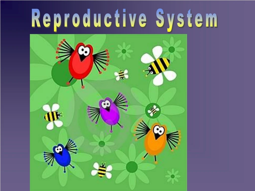 reproductive system