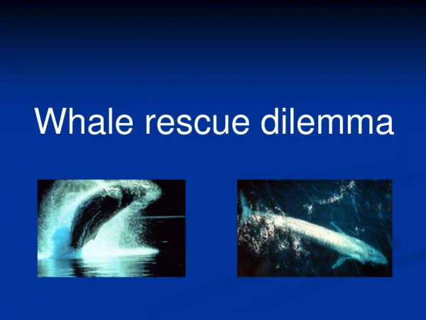 Whale rescue dilemma