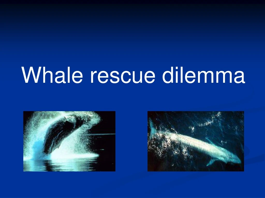 whale rescue dilemma