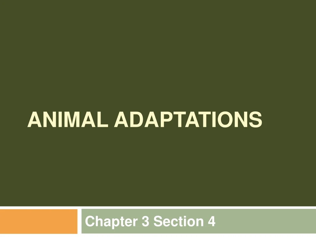 animal adaptations