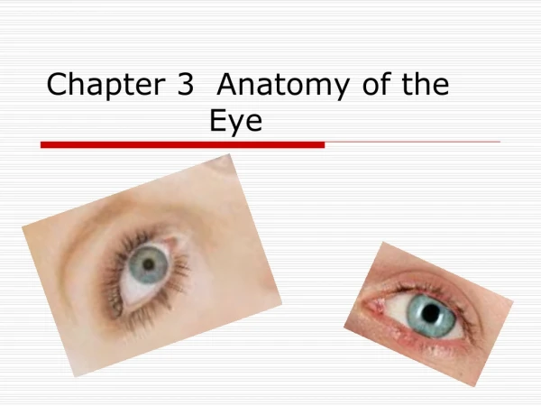 Chapter 3  Anatomy of the 	   			Eye