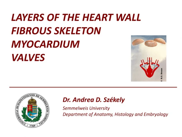 LAYERS OF THE HEART WALL FIBROUS SKELETON MYOCARDIUM VALVES