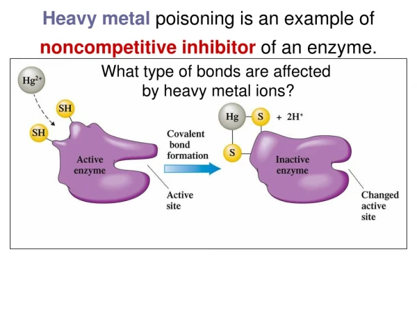 Heavy metal  poisoning is an example of  noncompetitive inhibitor  of an enzyme.